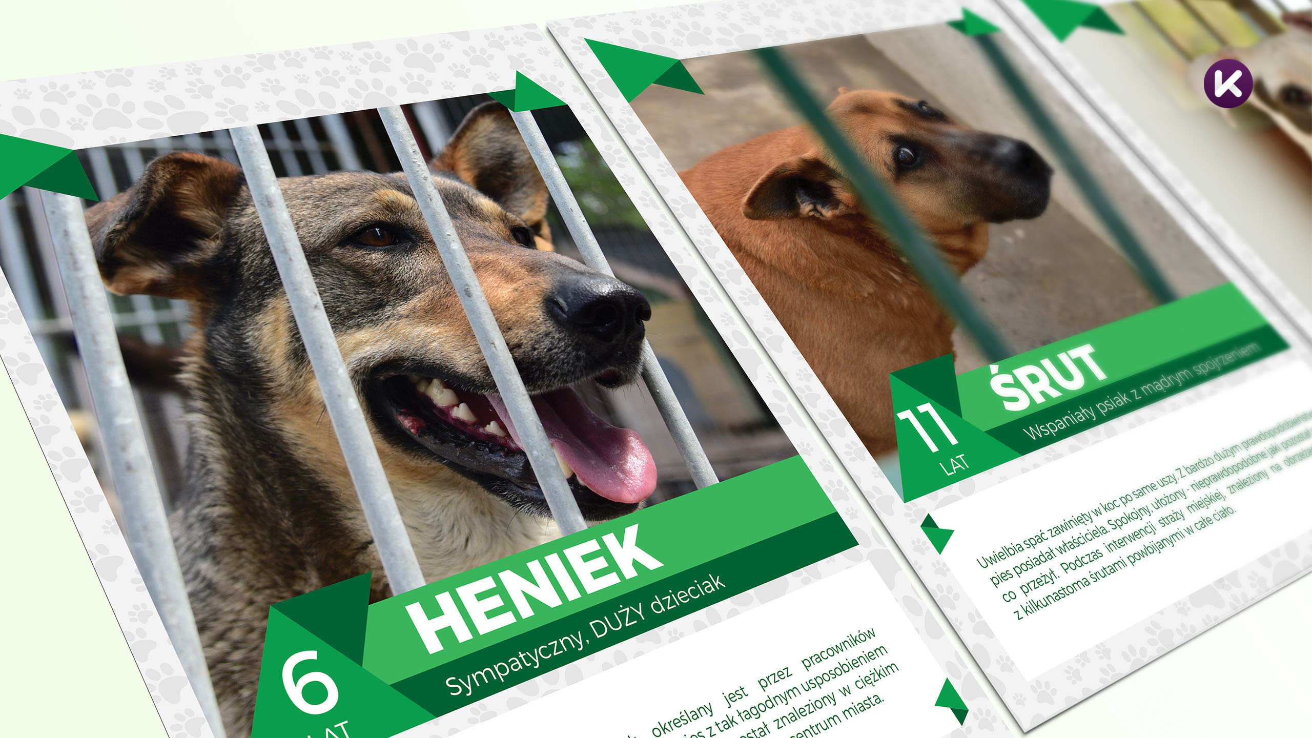 Karta zwierzaków do adopcji ze schroniska dla zwierząt w Radomiu