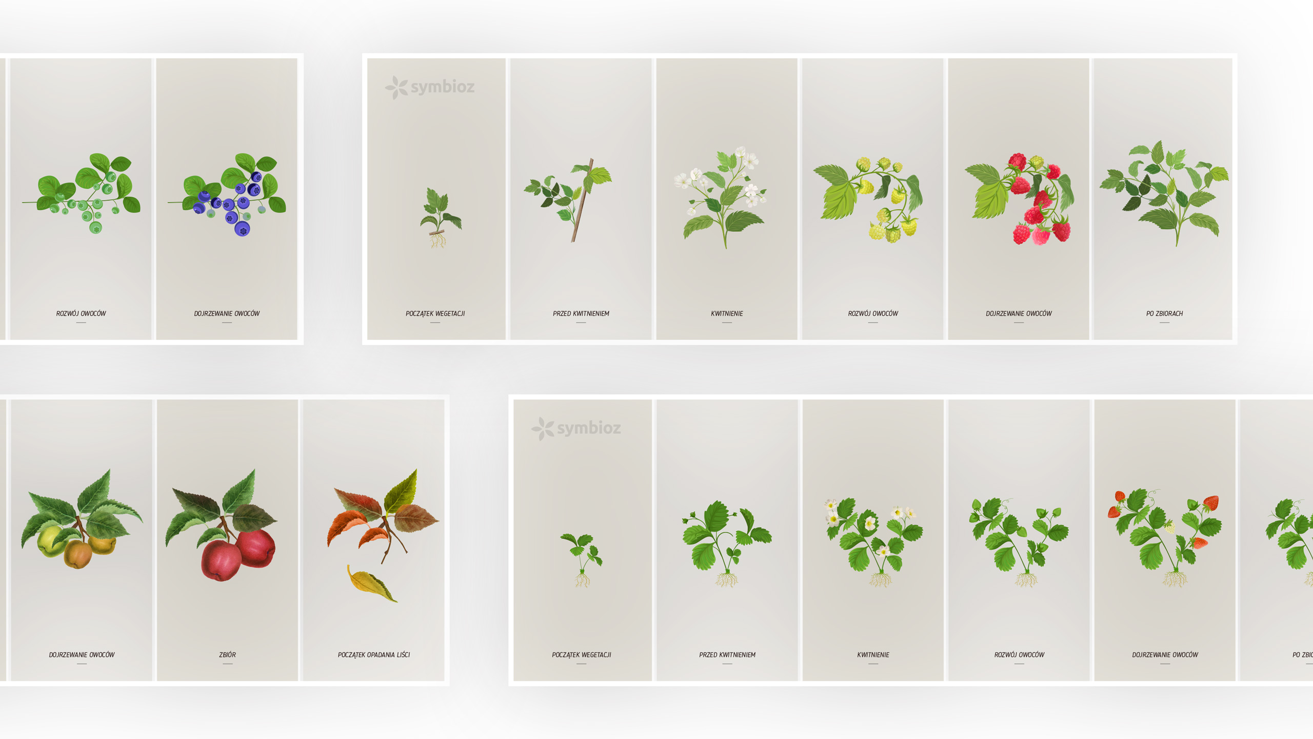 Fazy rozwoju owoców - Grafika przygotowana dla firmy Symbioz