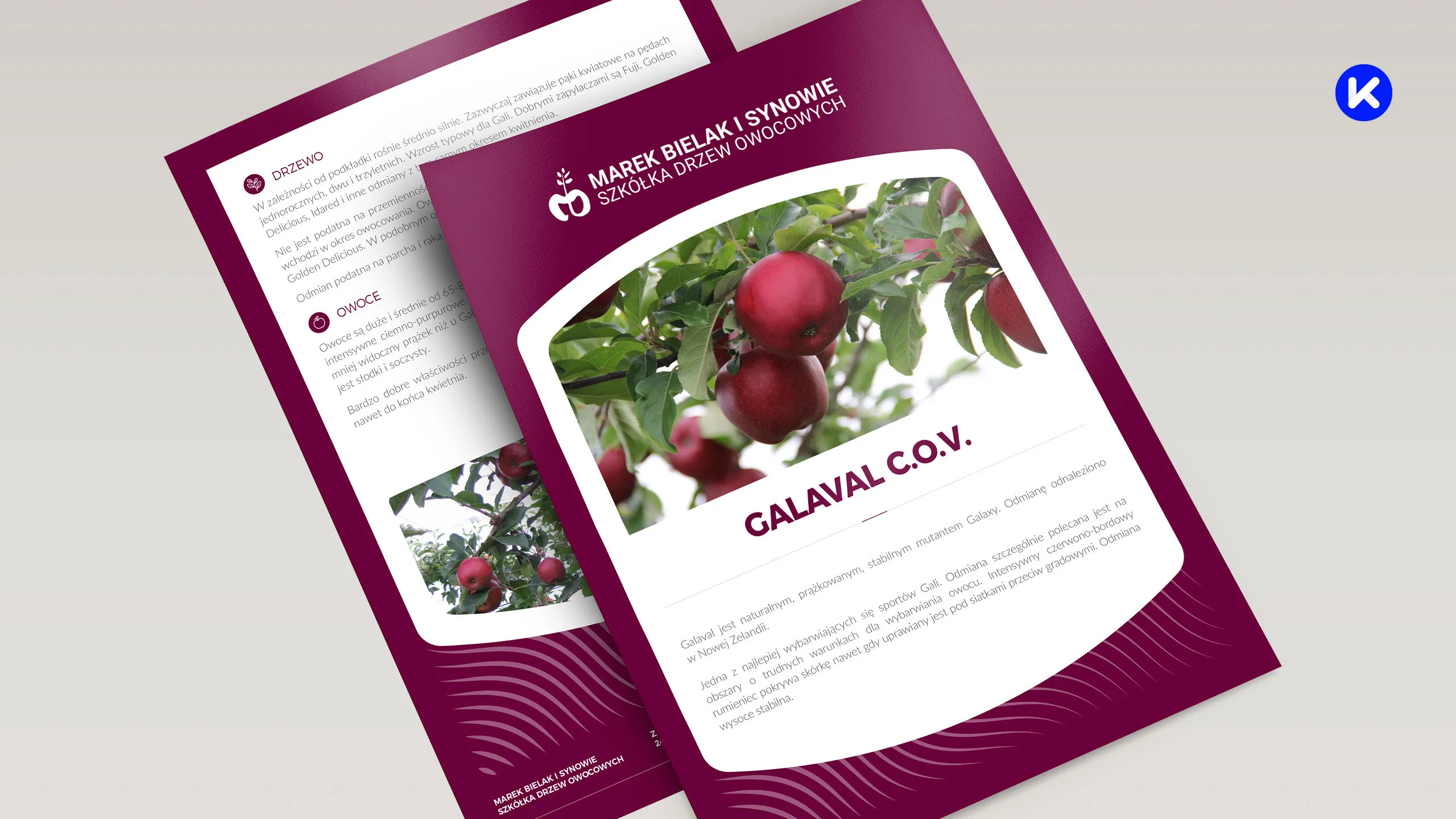Projekt karty odmiany Galaval C.O.V. dla szkółki Marek Bielak i Synowie z fotografią czerwonych jabłek na gałęzi i opisem parametrów.