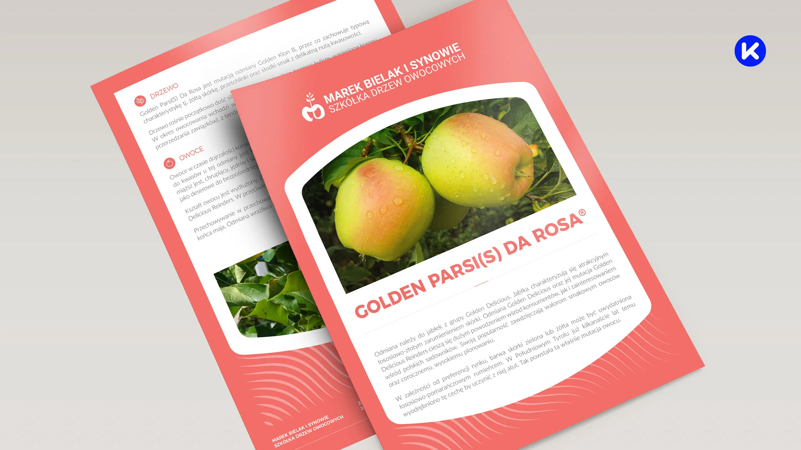 Projekt karty odmiany Golden Parsis Da Rosa dla szkółki Marek Bielak i Synowie z fotografią żółto-zielonych jabłek na gałęzi.
